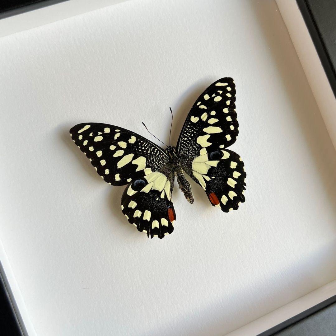 Lime Swallowtail Butterfly Frame