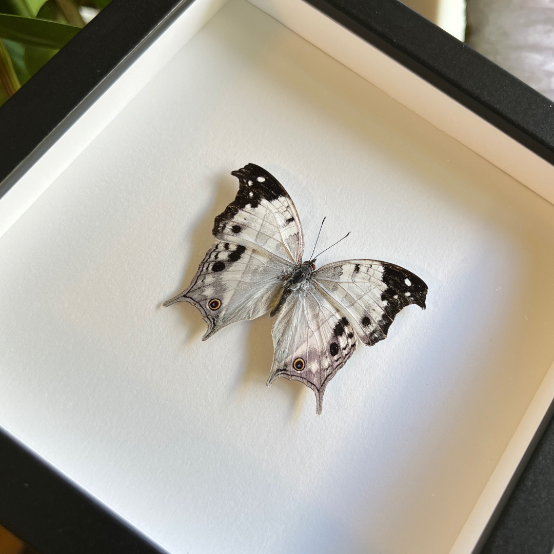 Malagasy Mother-of-pearl Butterfly