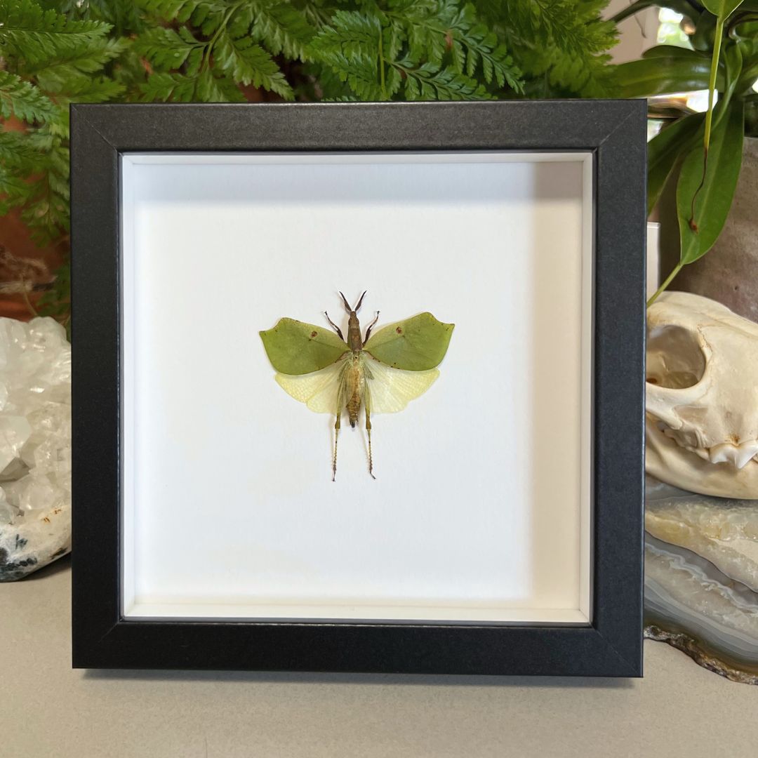 Leaf Hopper Insect Frame