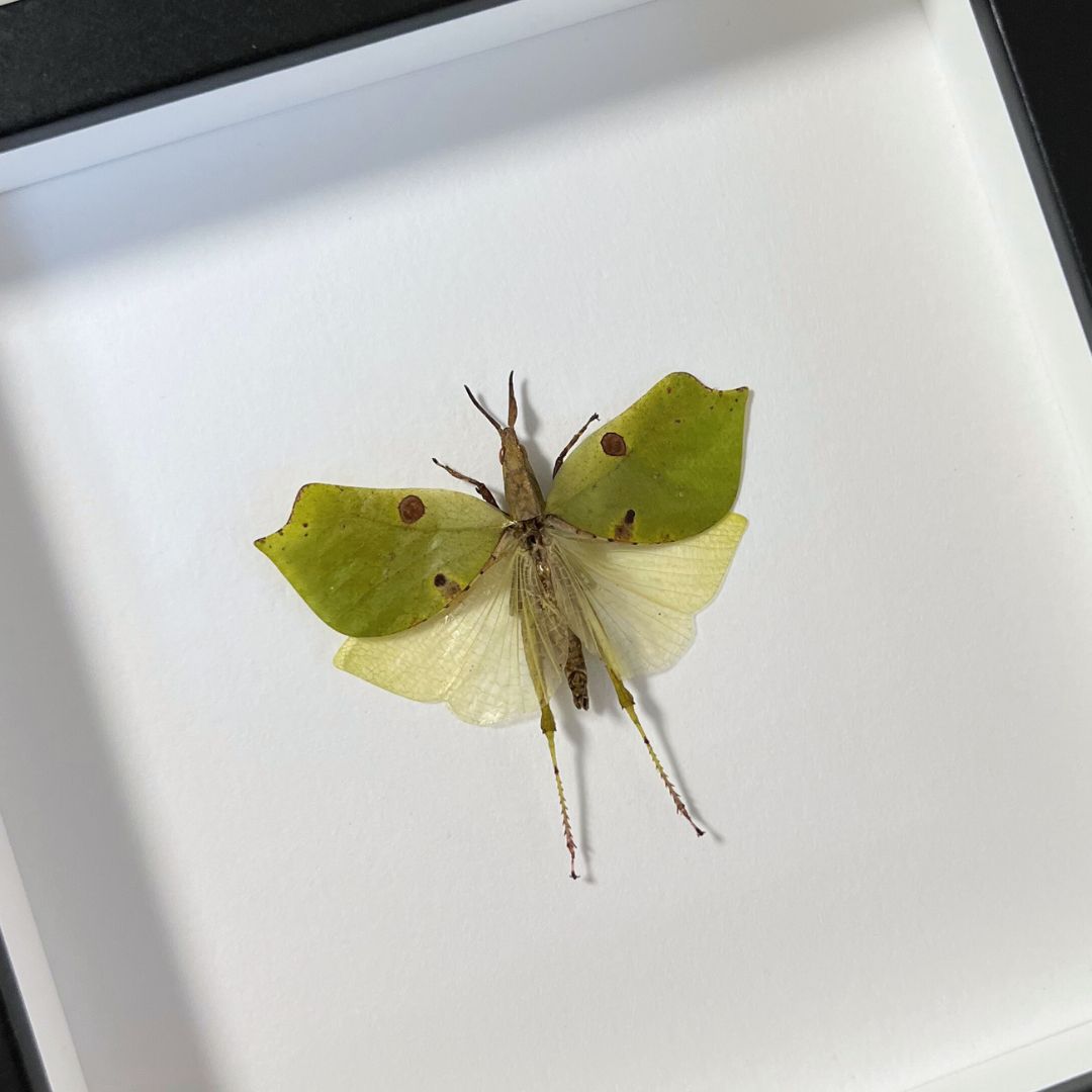 Leaf Hopper Insect Frame