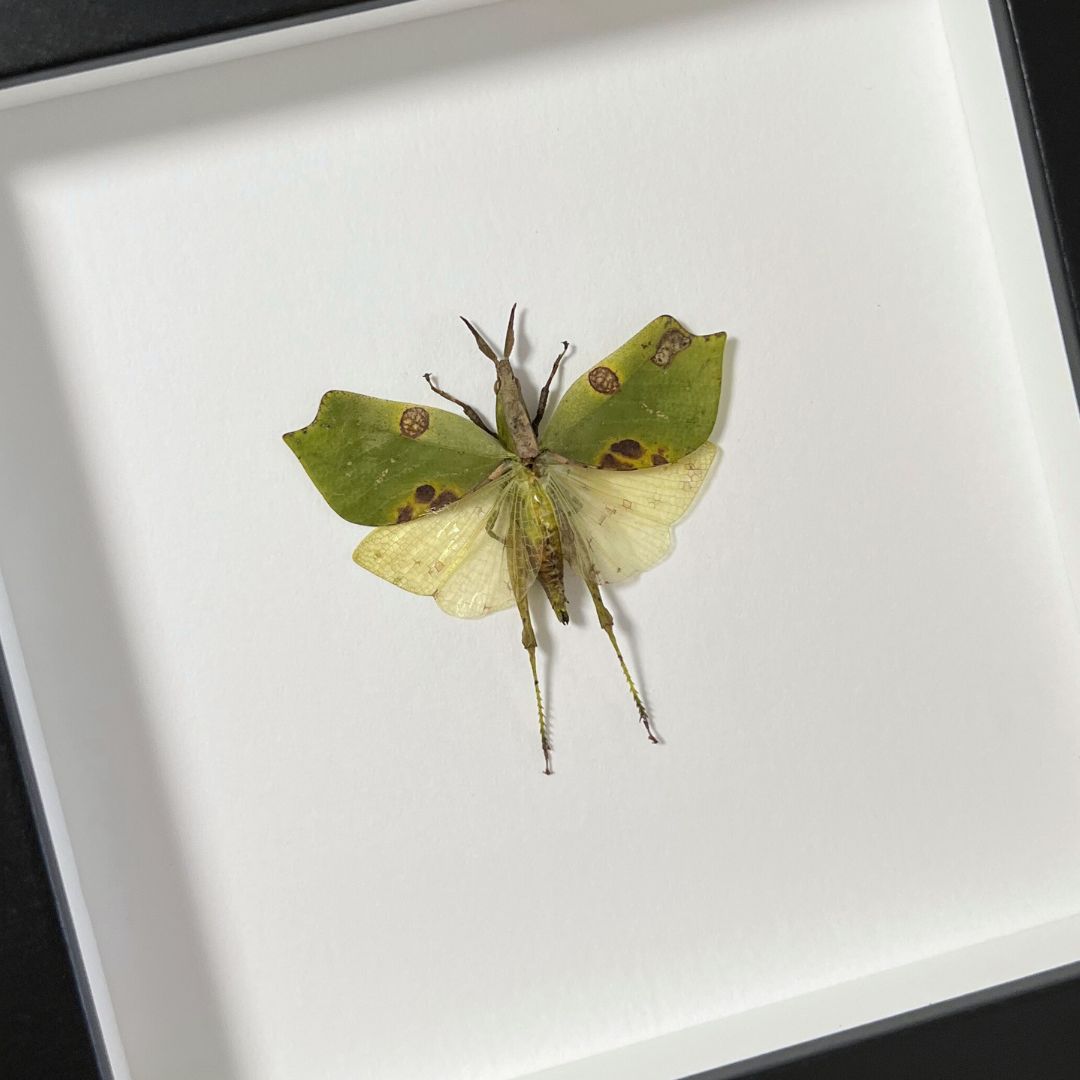 Leaf Hopper Insect Frame