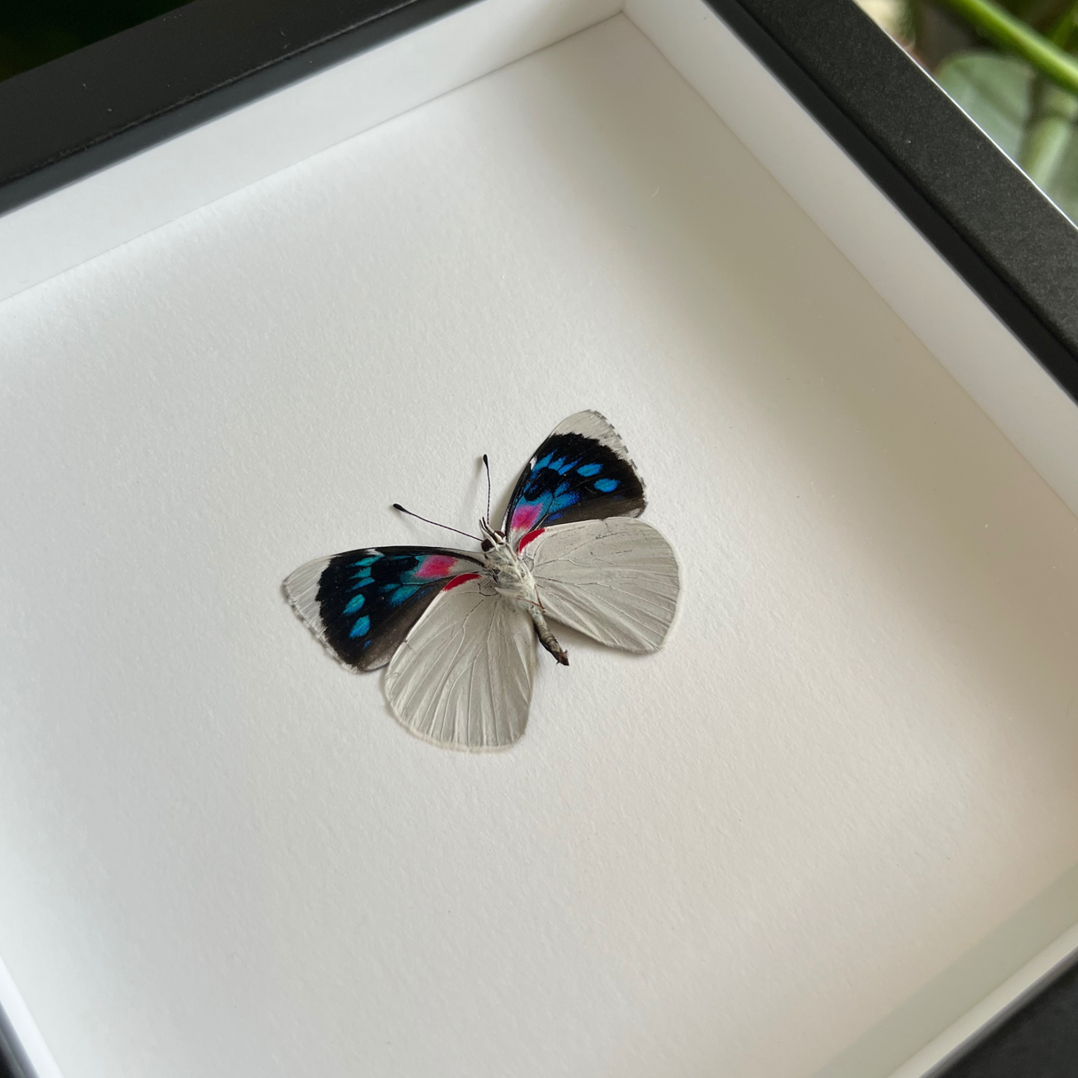 Bomplandi Butterfly Frame - Verso