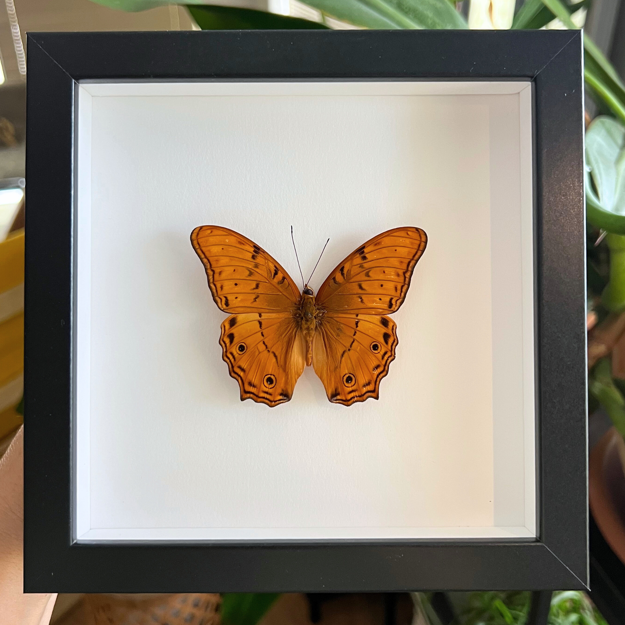Common Cruiser Butterfly Frame