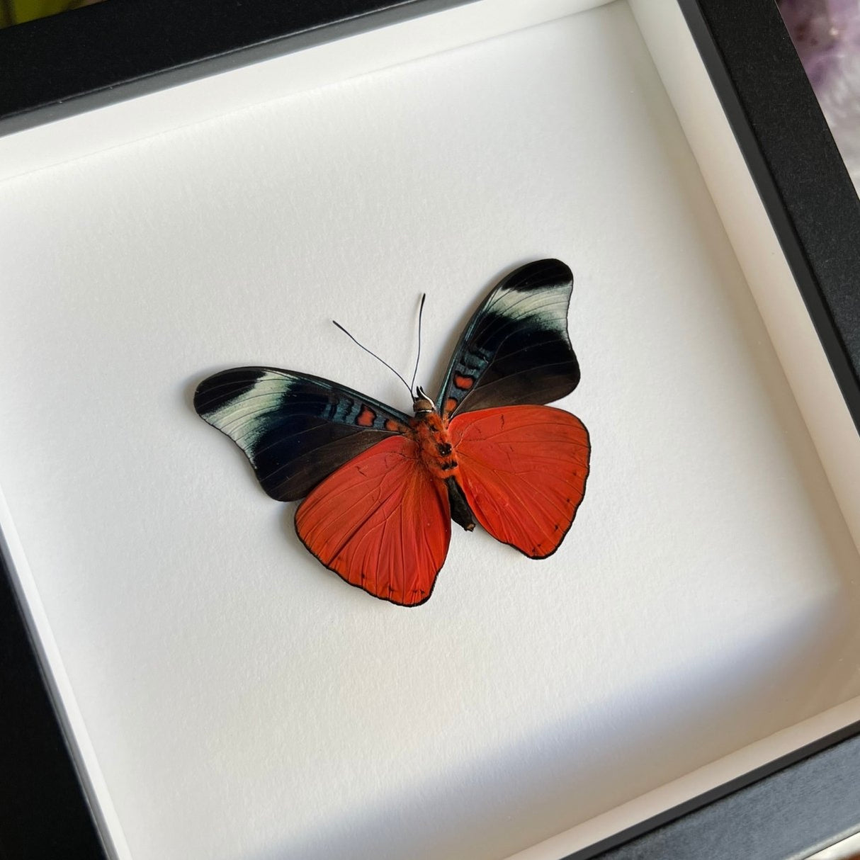 Red Flasher Butterfly Frame - Verso