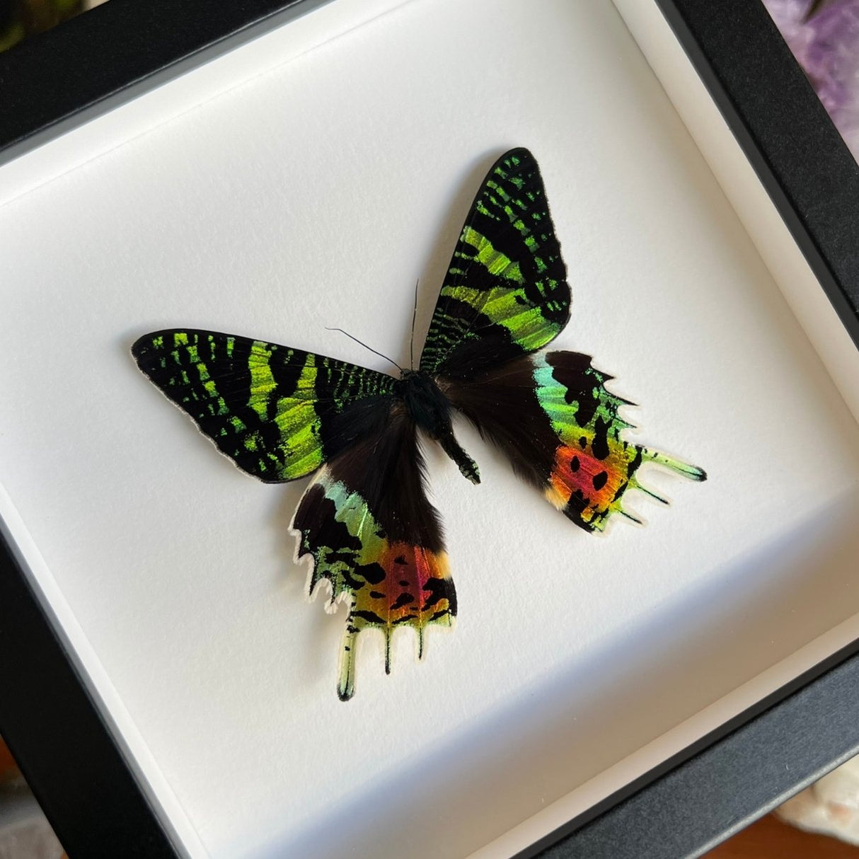 Sunset Moth Frame