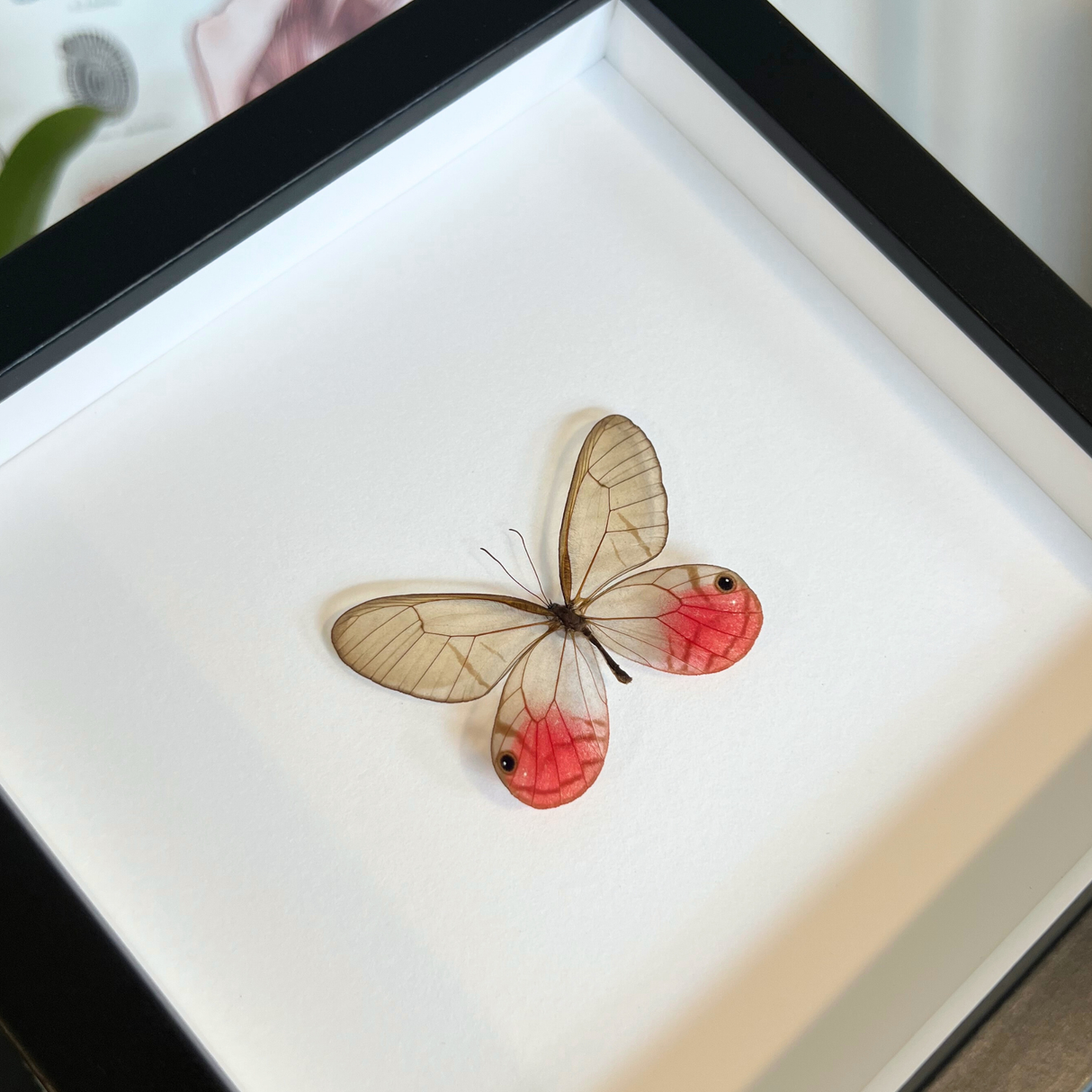 Pink Clearwing Butterfly