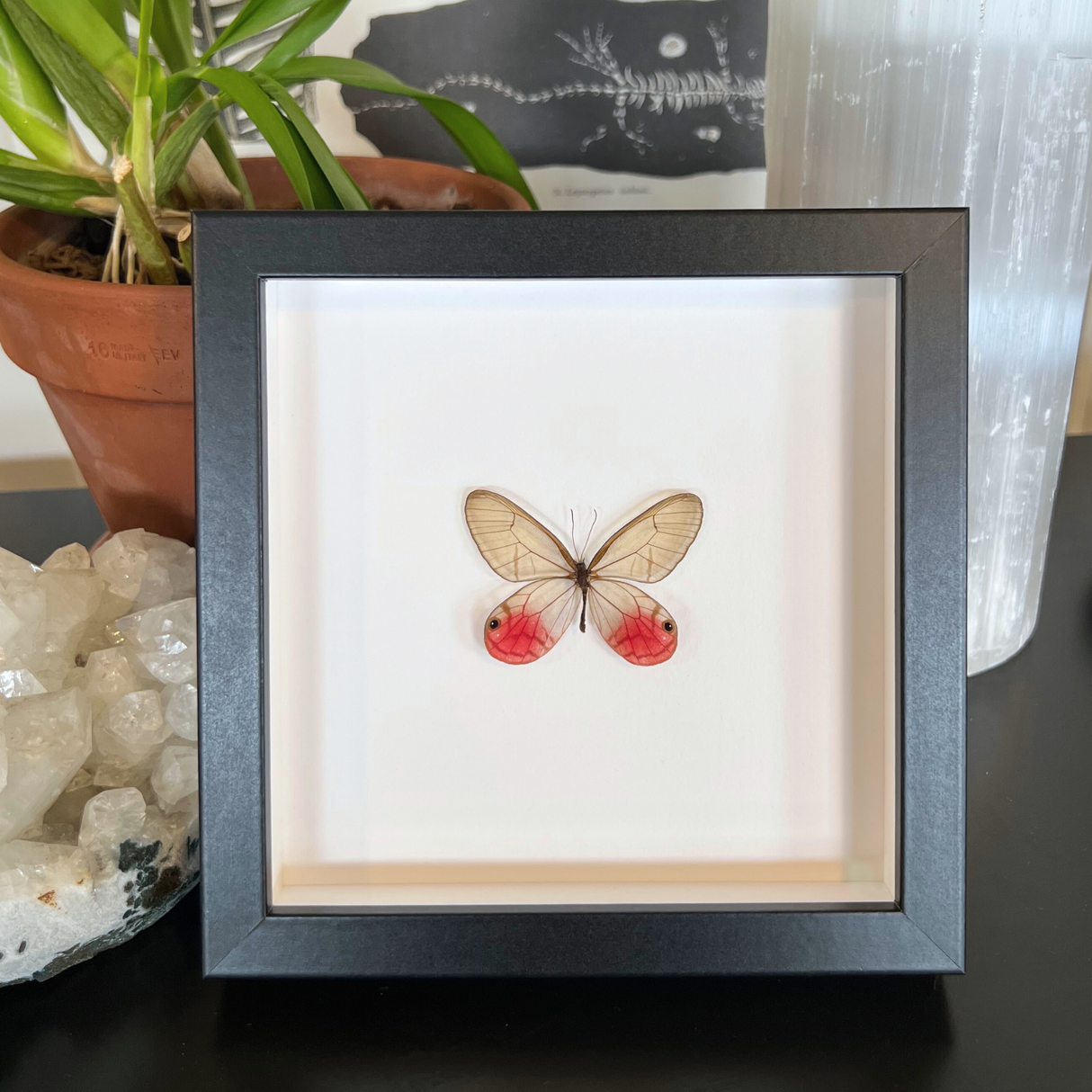 Pink Clearwing Butterfly