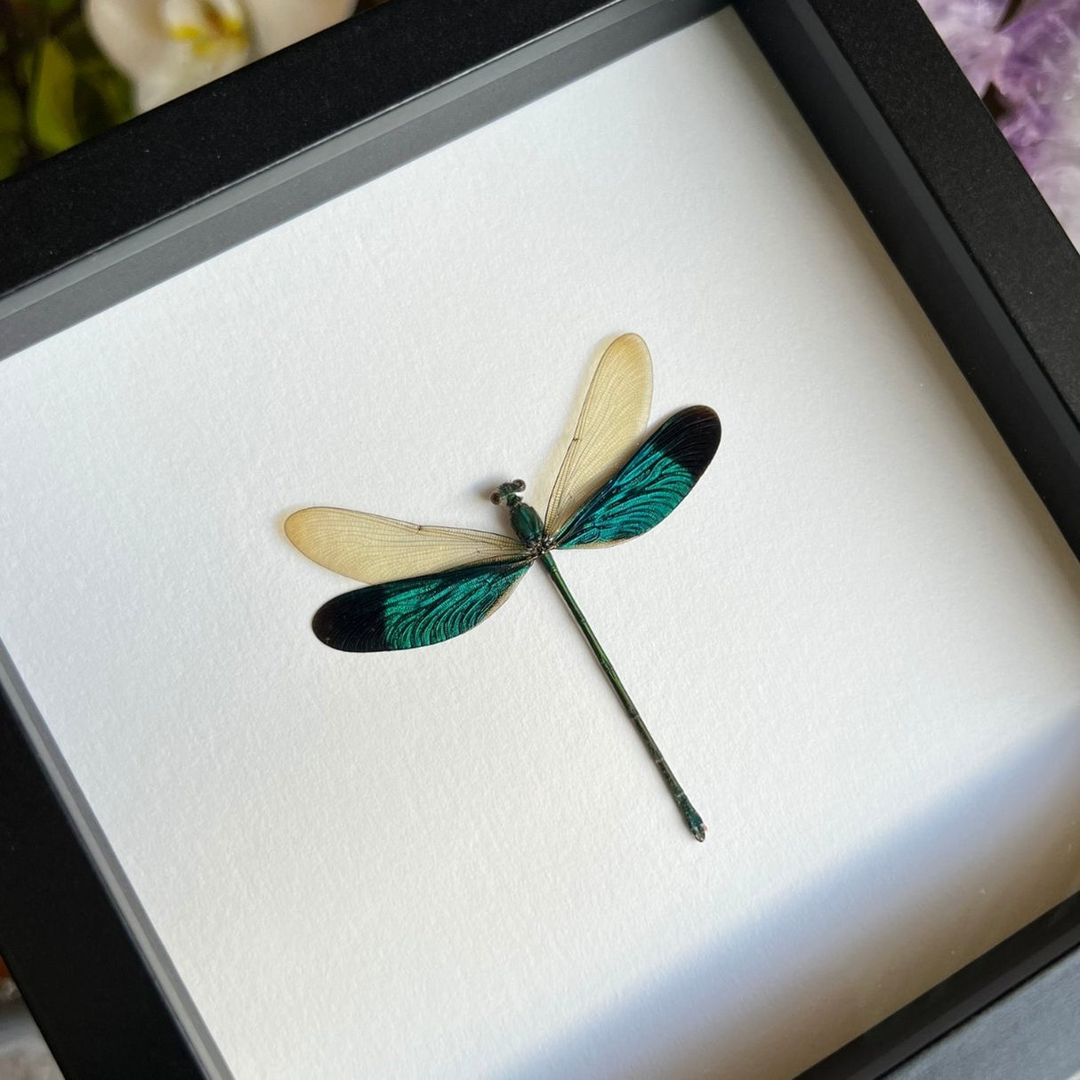 Green-winged Damselfly Frame