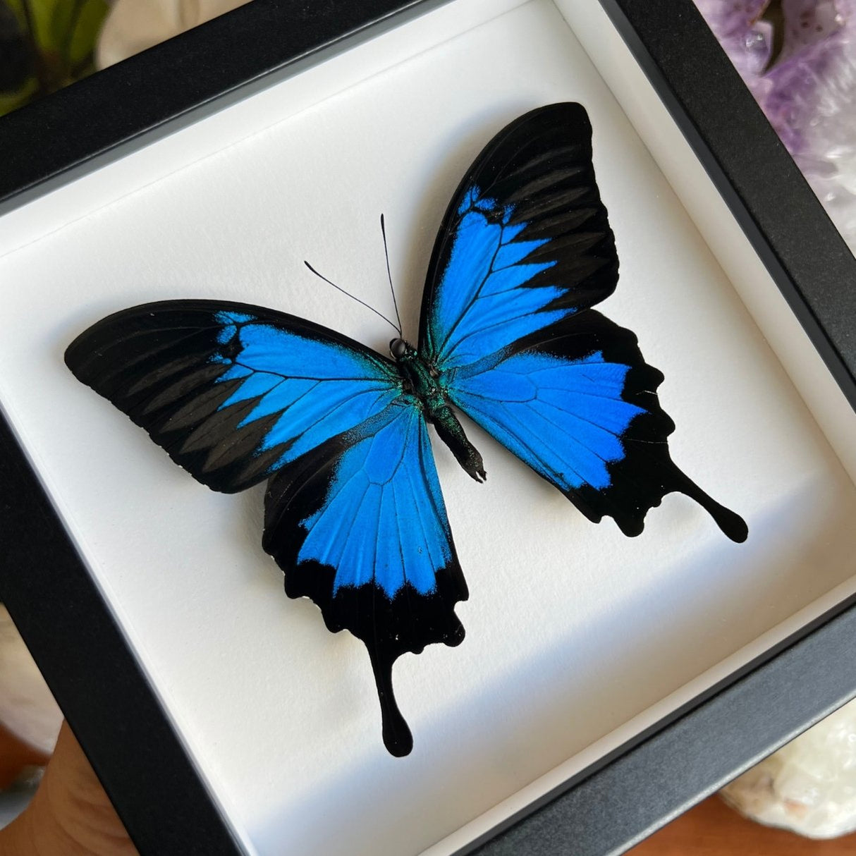 Ulysses Butterfly Frame