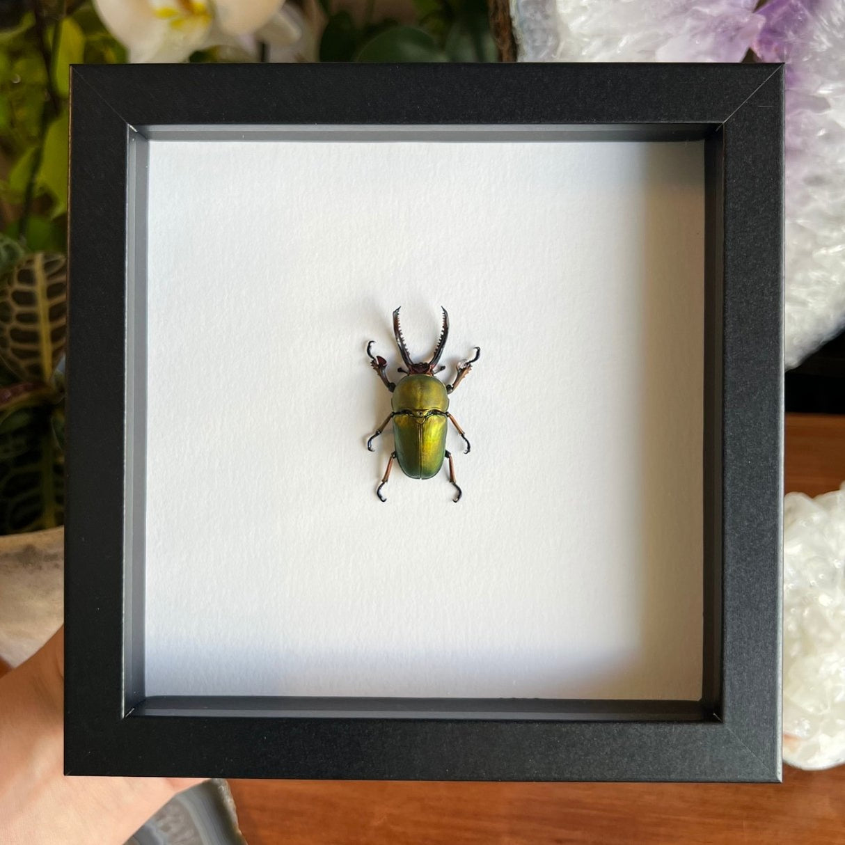 Green Stag Beetle Frame