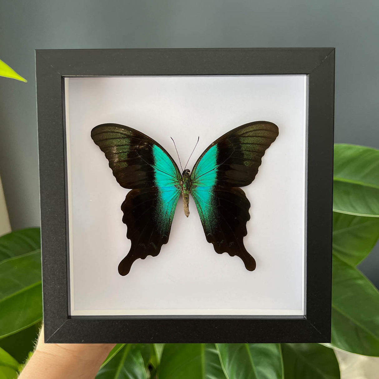 Adamantius Swallowtail Frame