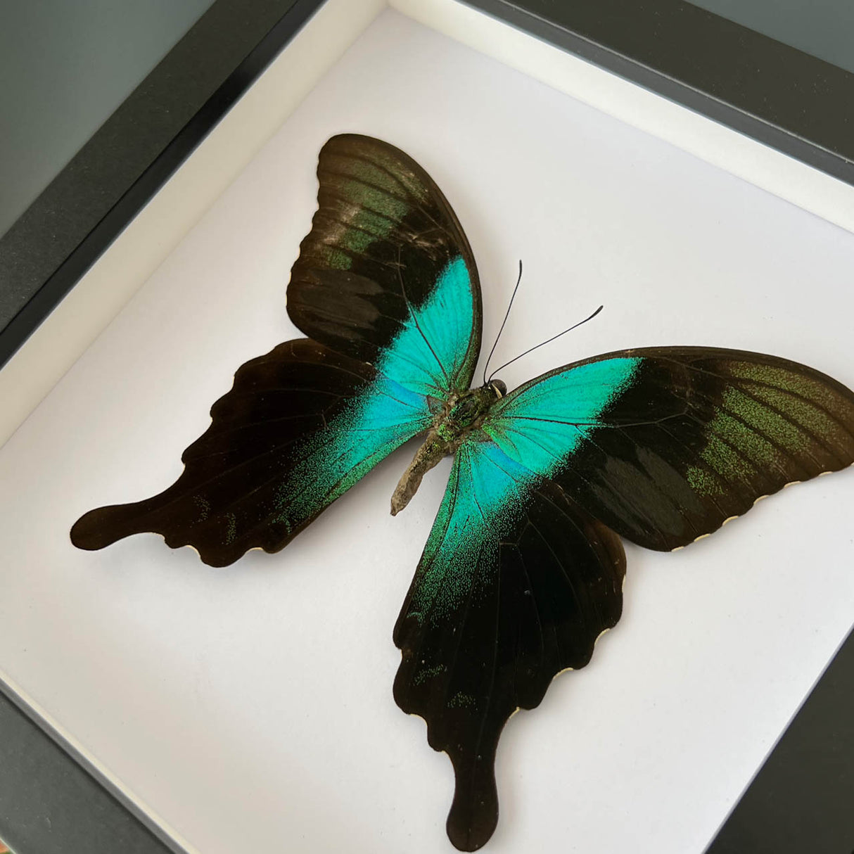 Adamantius Swallowtail Frame