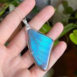 Blue Morpho Wing Necklace