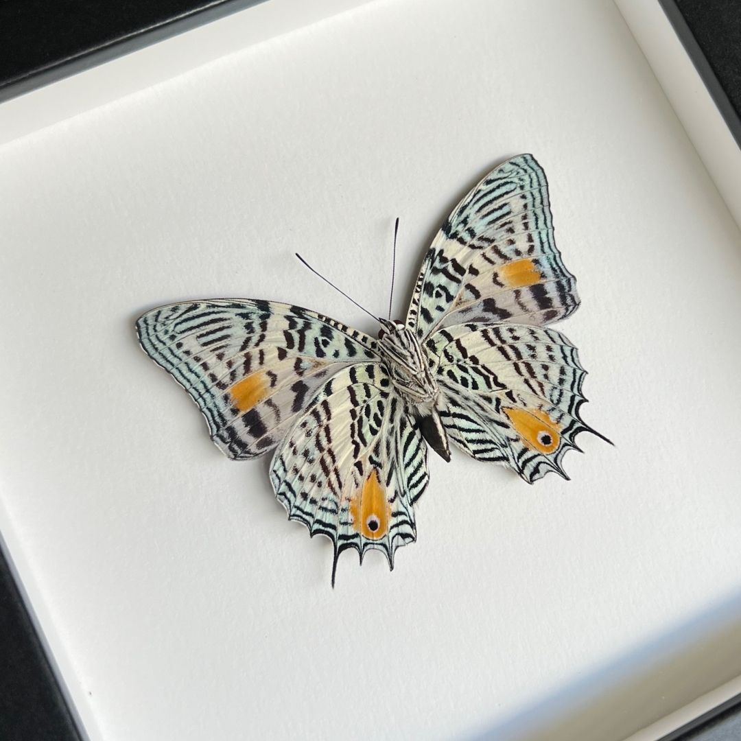 Amazon Beauty Butterfly Frame