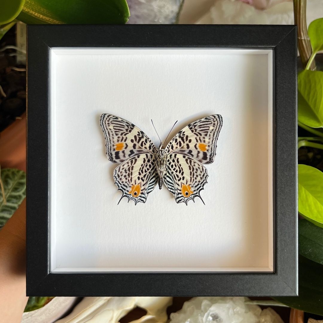 Amazon Beauty Butterfly Frame