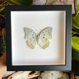 Jewel Nawab Butterfly Frame
