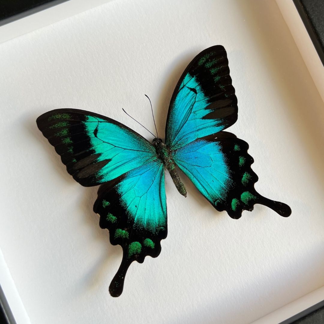Sea-green Swallowtail Frame