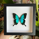 Sea-green Swallowtail Frame