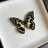 Lime Swallowtail Butterfly Frame