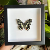 Lime Swallowtail Butterfly Frame