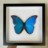 Giant Blue Morpho Frame