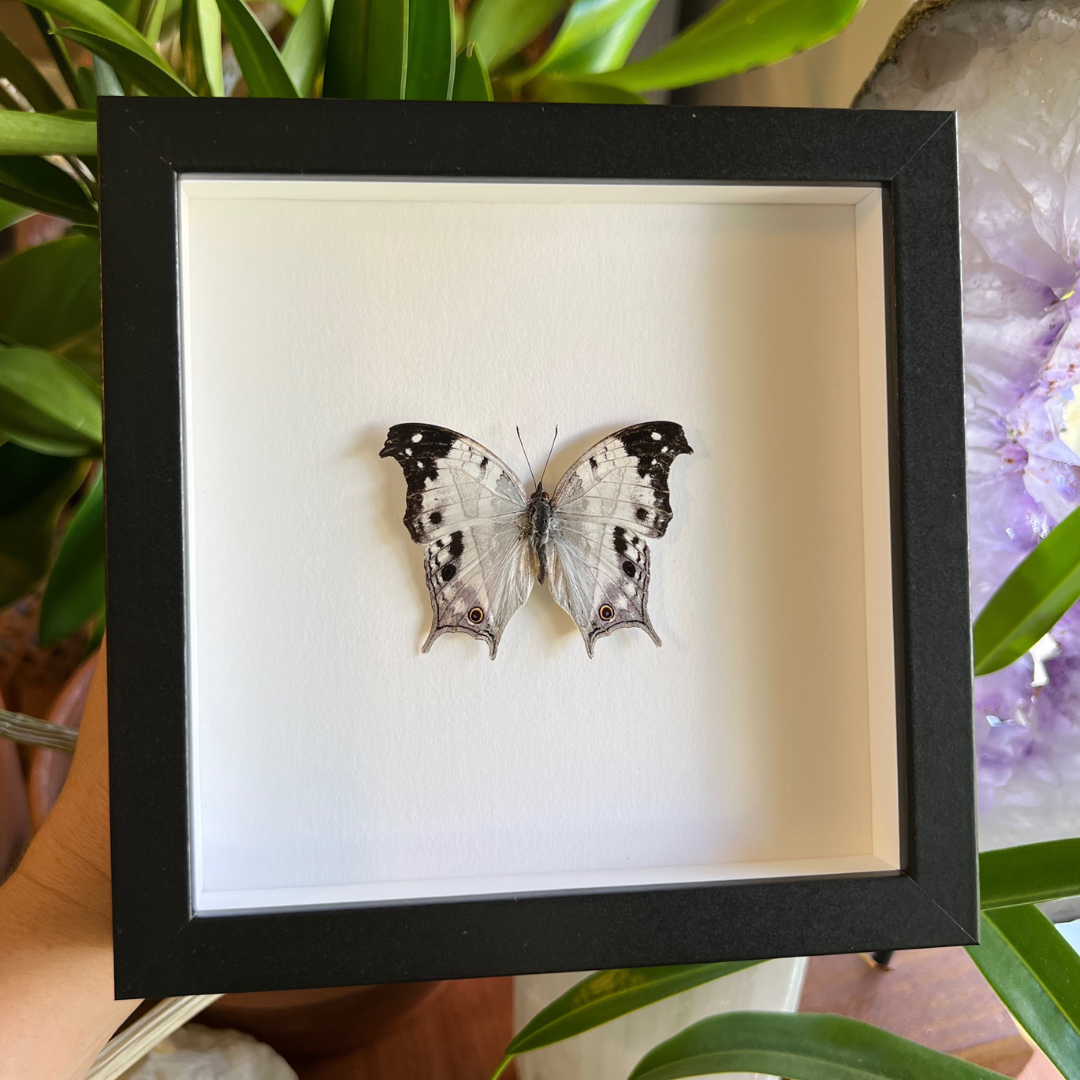 Malagasy Mother-of-pearl Butterfly