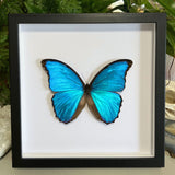Giant Blue Morpho Frame