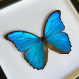 Giant Blue Morpho Frame
