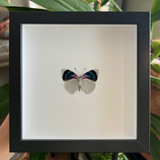 Bomplandi Butterfly Frame - Verso