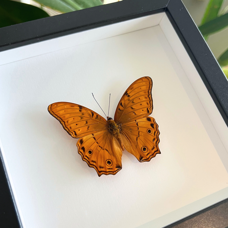 Common Cruiser Butterfly Frame