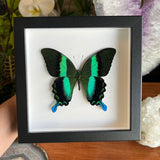 Peacock Swallowtail Frame
