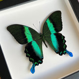 Peacock Swallowtail Frame