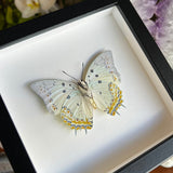 Jewel Nawab Butterfly Frame