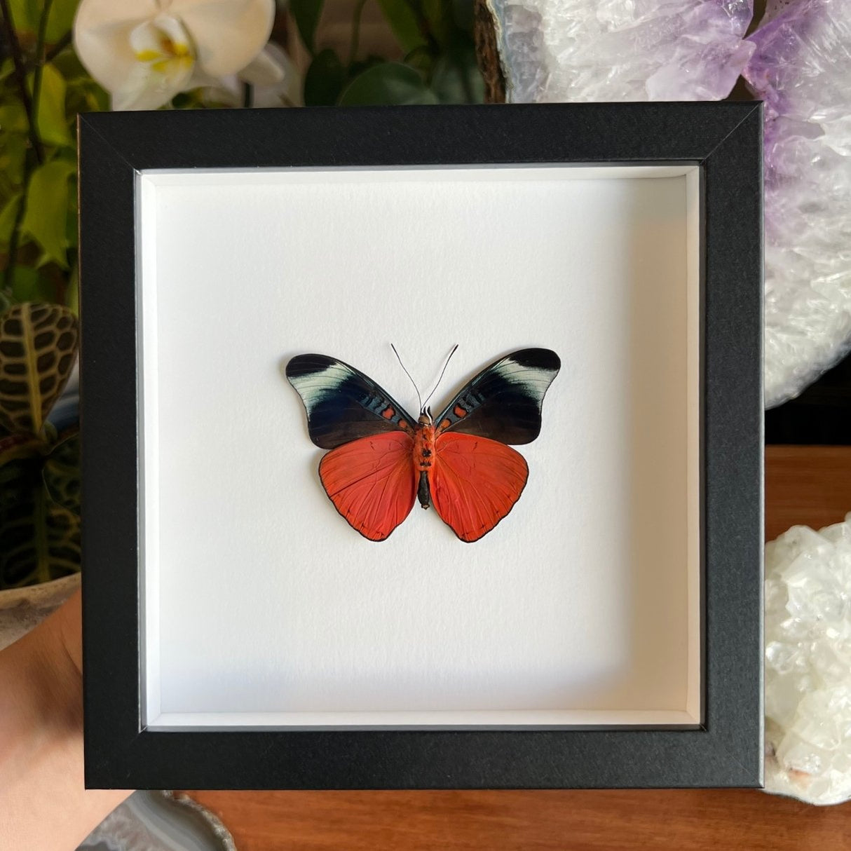 Red Flasher Butterfly Frame - Verso