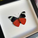 Red Flasher Butterfly Frame - Verso