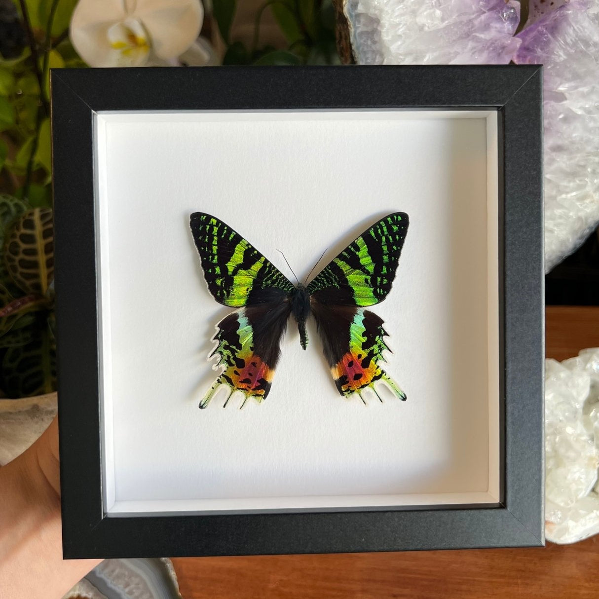 Sunset Moth Frame
