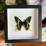 Sunset Moth Frame
