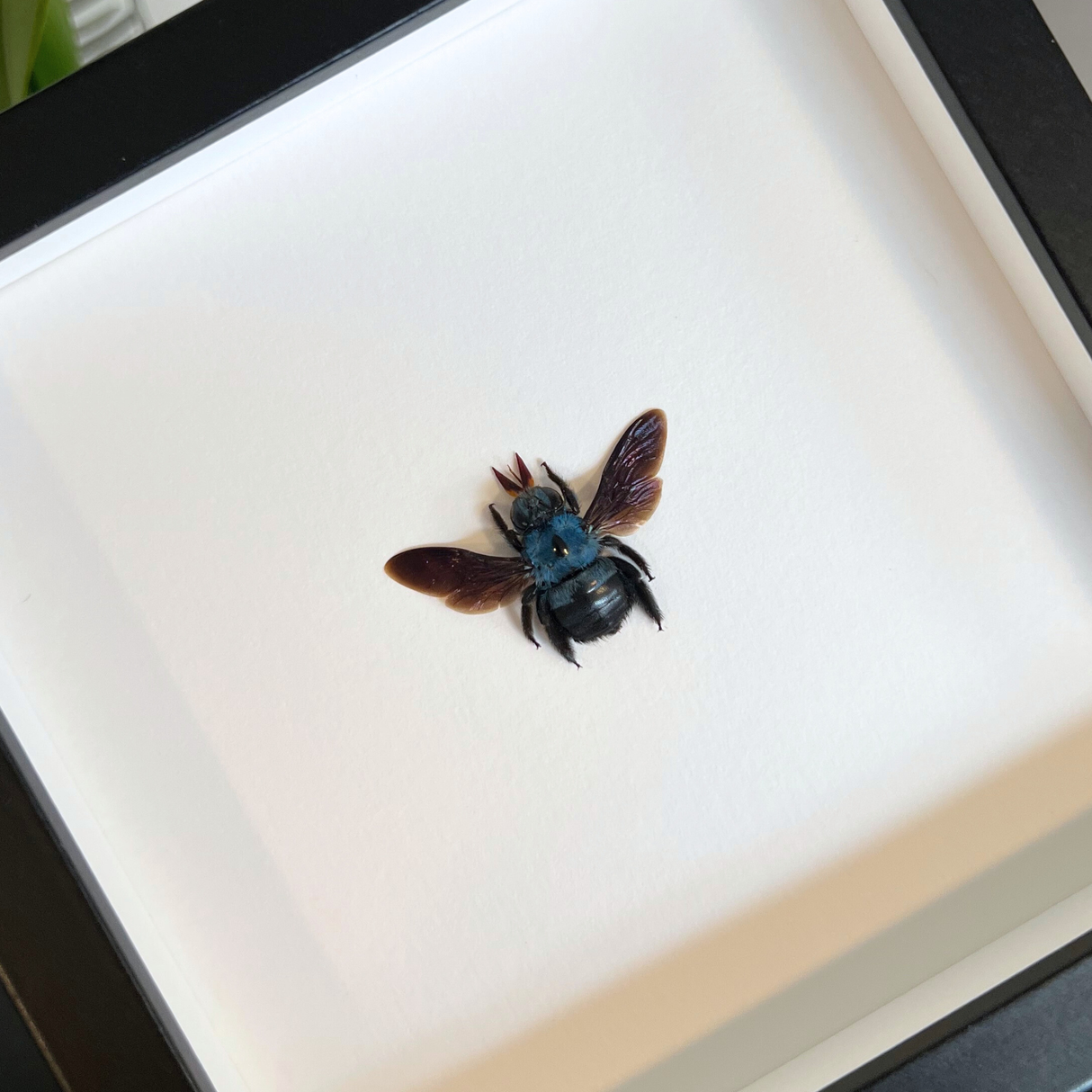Blue Carpenter Bee