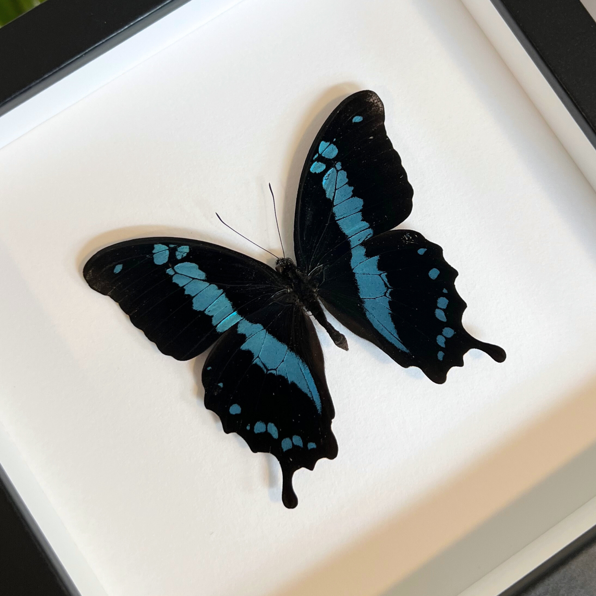 Banded Blue Swallowtail Frame