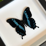 Banded Blue Swallowtail Frame