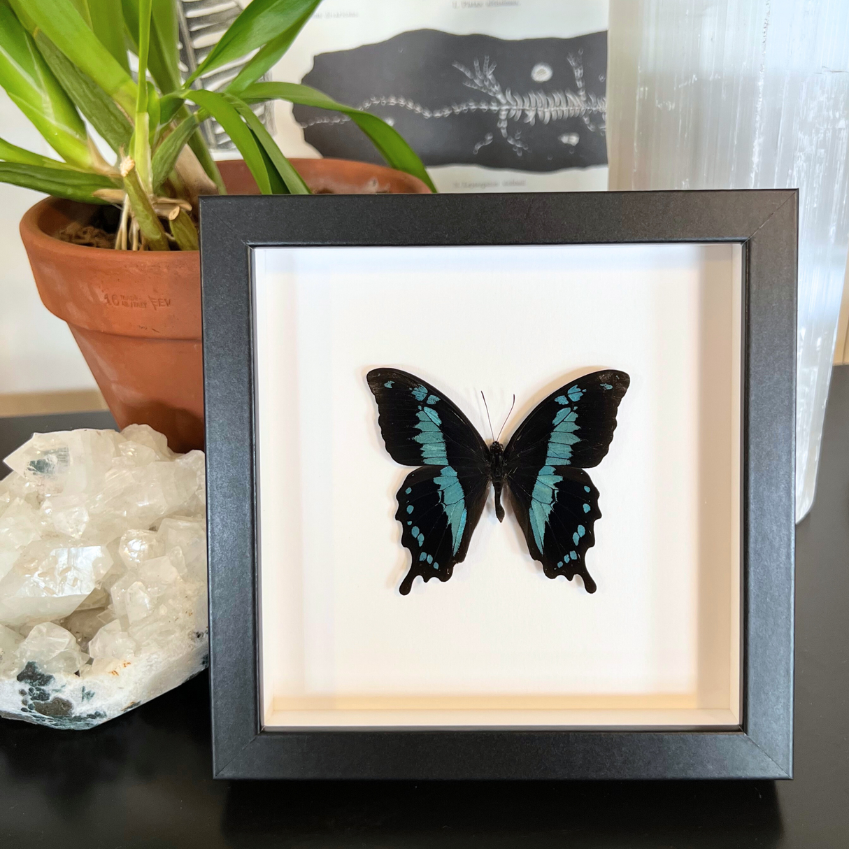 Banded Blue Swallowtail Frame