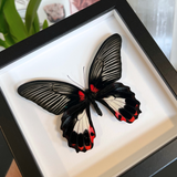 Female Scarlet Mormon Butterfly Frame