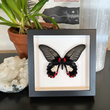 Female Scarlet Mormon Butterfly Frame