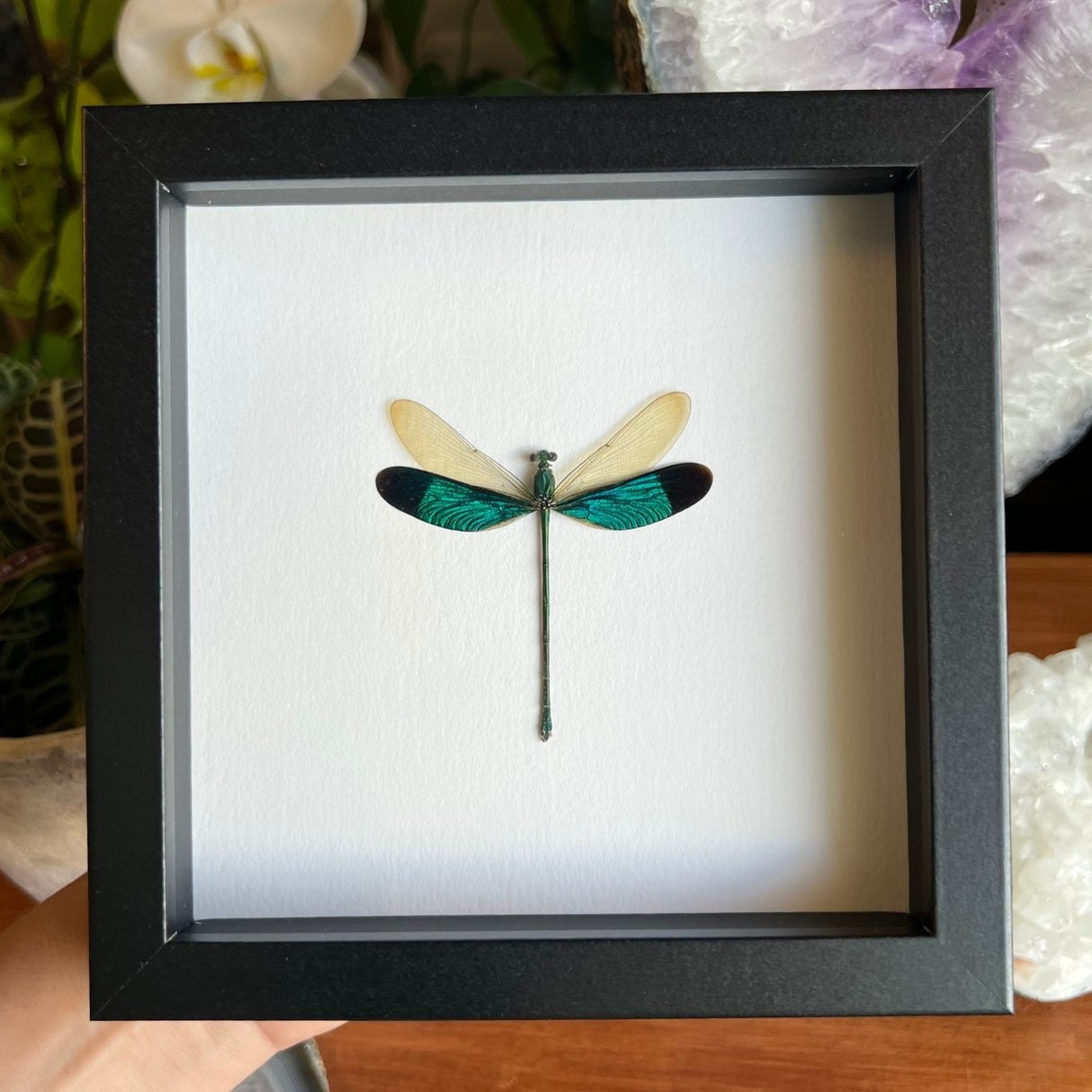 Green-winged Damselfly Frame