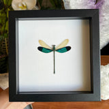 Green-winged Damselfly Frame