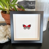 Eighty-eight Butterfly Frame