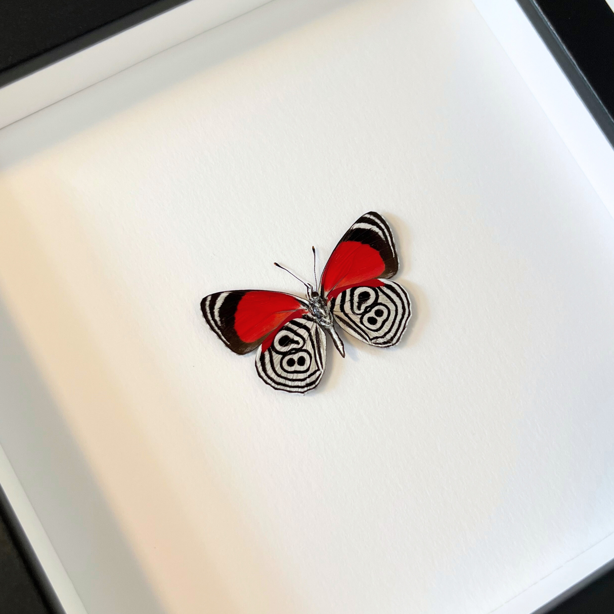 Eighty-eight Butterfly Frame