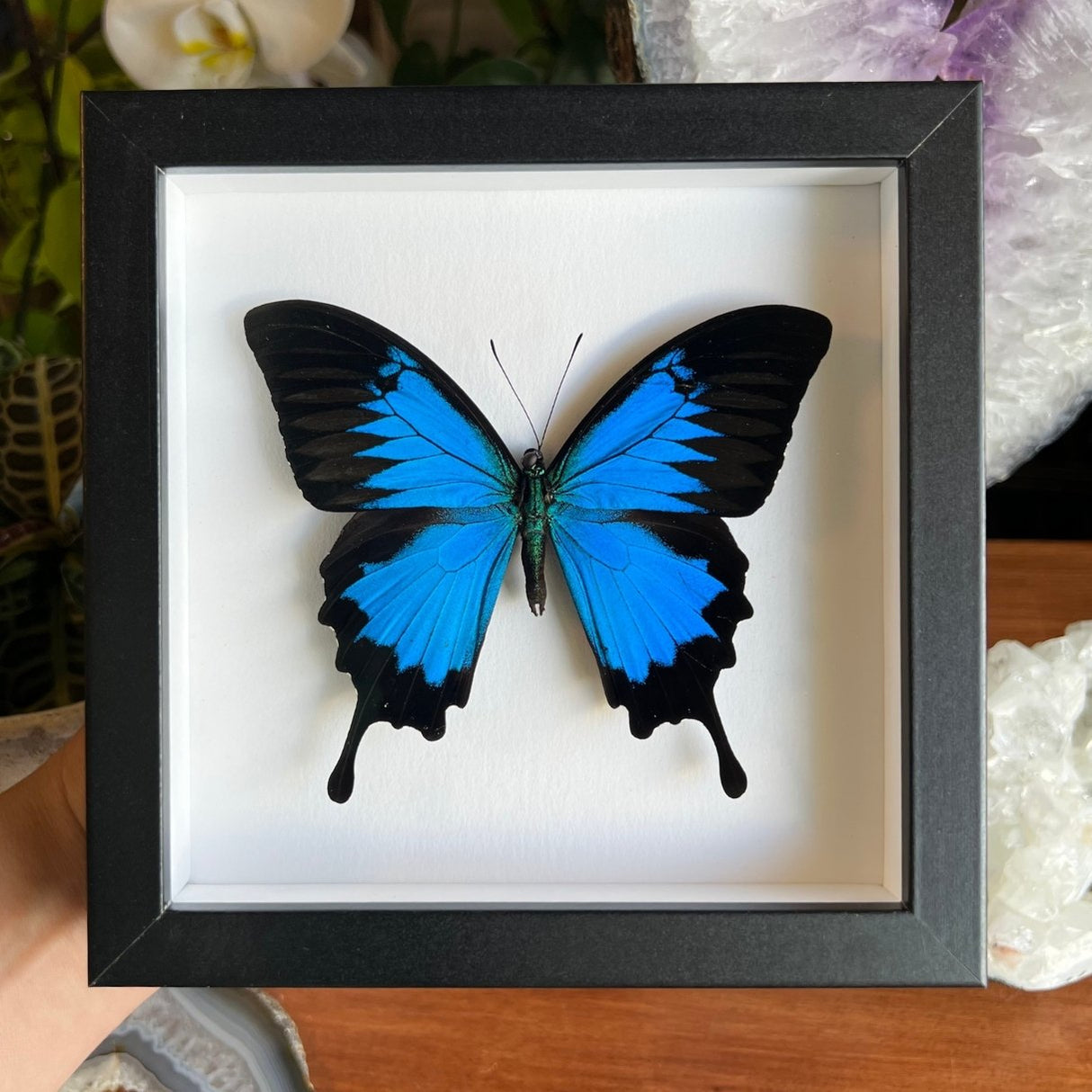 Ulysses Butterfly Frame