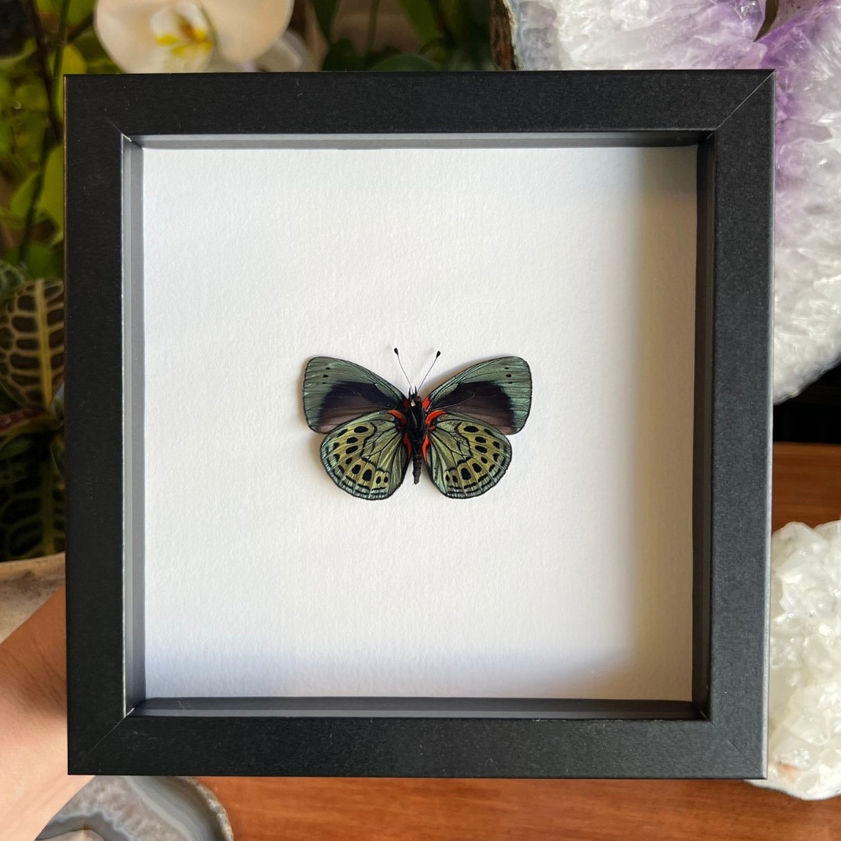 Charles Darwin Butterfly Frame - Verso