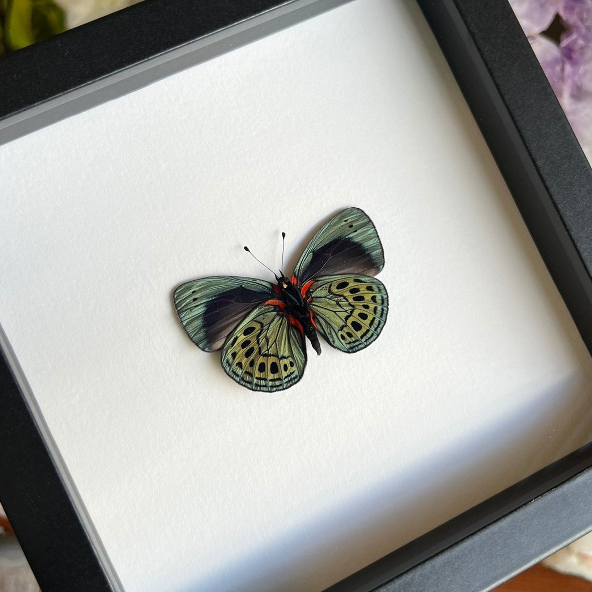 Charles Darwin Butterfly Frame - Verso